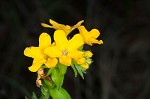 Carolina puccoon