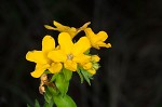 Carolina puccoon