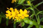 Carolina puccoon