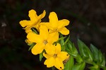 Carolina puccoon