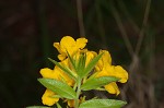 Carolina puccoon