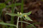 Tuberous stoneseed