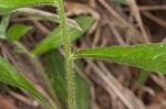 Tuberous stoneseed