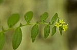 Tuberous stoneseed