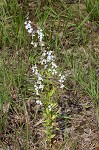 Pale lobelia