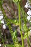 Pale lobelia