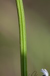 Pale lobelia