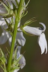 Pale lobelia