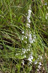 Pale lobelia