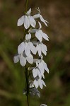 Pale lobelia