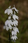 Pale lobelia