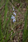 Pale lobelia