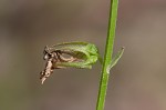 Pale lobelia