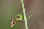 Pale lobelia