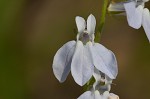 Pale lobelia