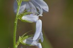 Pale lobelia