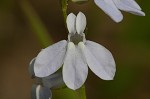 Pale lobelia