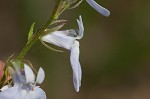 Pale lobelia