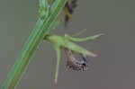 Pale lobelia