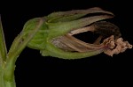 Pale lobelia