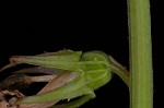 Pale lobelia