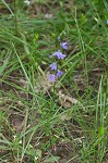 Gattinger's lobelia