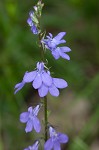 Gattinger's lobelia