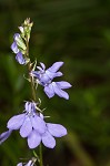 Gattinger's lobelia