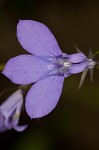 Gattinger's lobelia