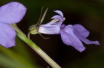 Gattinger's lobelia