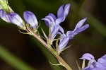 Gattinger's lobelia