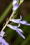 Gattinger's lobelia