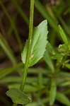 Gattinger's lobelia