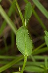 Gattinger's lobelia