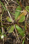 Gattinger's lobelia