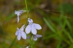 Gattinger's lobelia