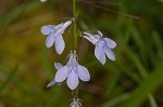 Gattinger's lobelia