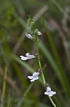 Shortleaf lobelia