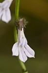 Shortleaf lobelia