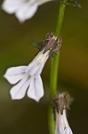 Shortleaf lobelia