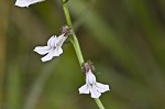 Shortleaf lobelia