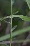 Shortleaf lobelia