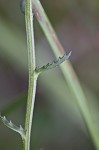 Shortleaf lobelia