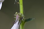 Shortleaf lobelia