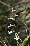 Shortleaf lobelia