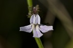 Shortleaf lobelia