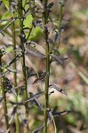 Shortleaf lobelia