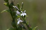 Indian tobacco