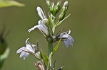 Indian tobacco