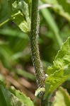 Indian tobacco